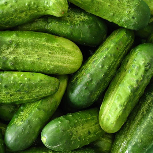 National Pickling cucumber