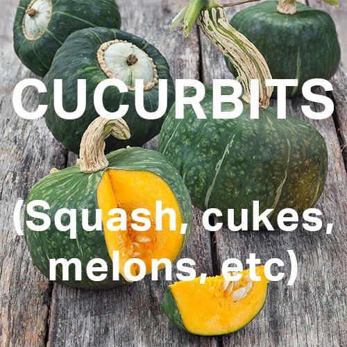 Link to our page for cucurbits