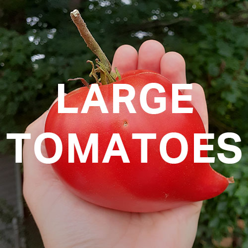 Link to our page for large tomatoes
