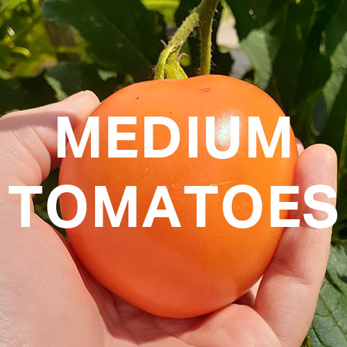 Link to our page for medium tomatoes
