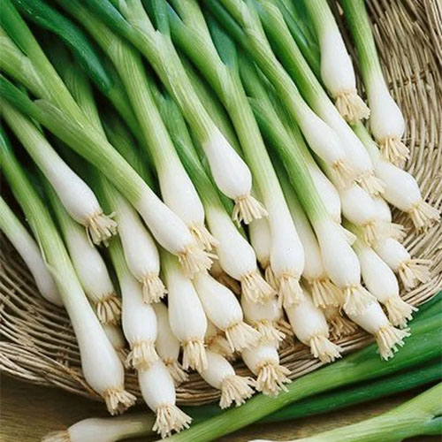 Tokyo Long White onion