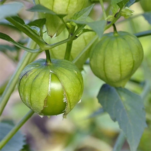 Toma Verde tomatillo