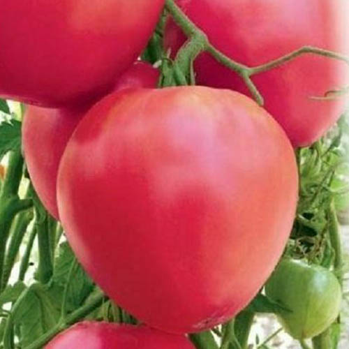 Budenovka Pink tomato