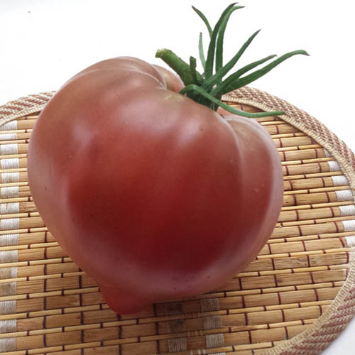 Chernoe serdtse s nosikom tomato