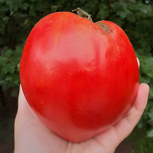 Cuor di bue tomato