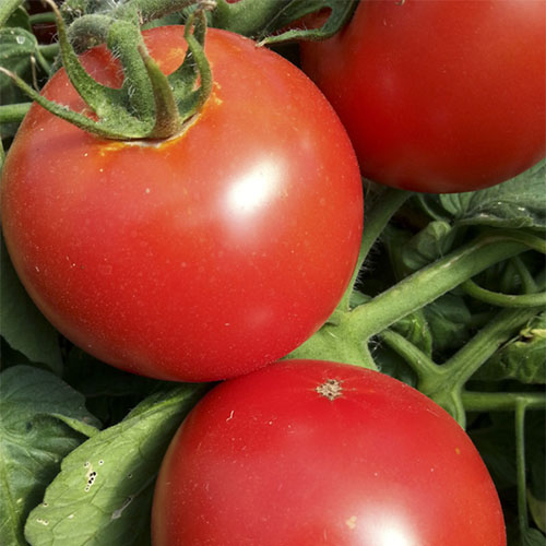 Estate tomato