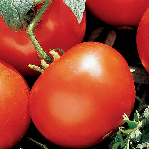 Manitoba tomato