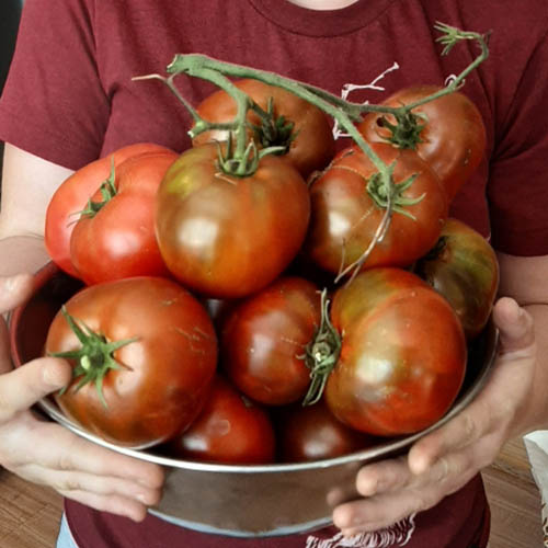 Paul Robeson tomato