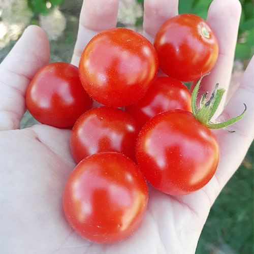 Sweet Million tomato