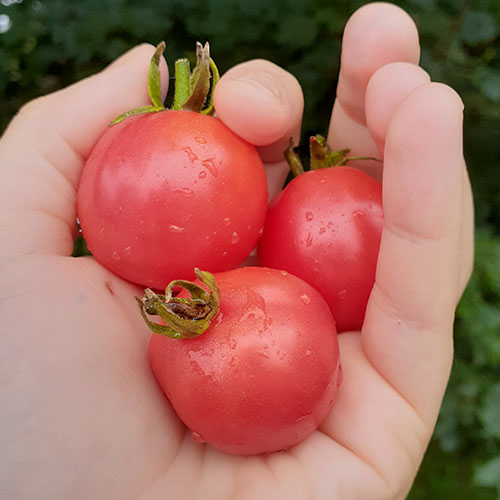 Pink Surprise tomato