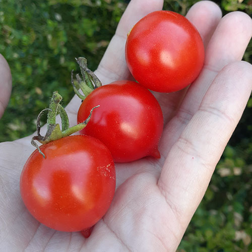 Riesentraube tomato