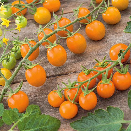 Sungold tomato