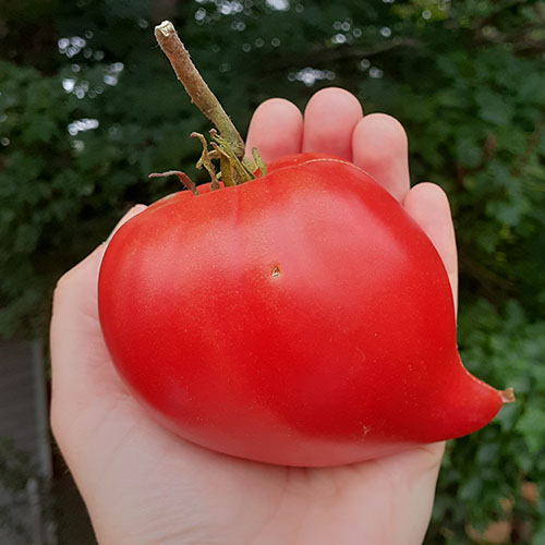 Vater Rhein tomato
