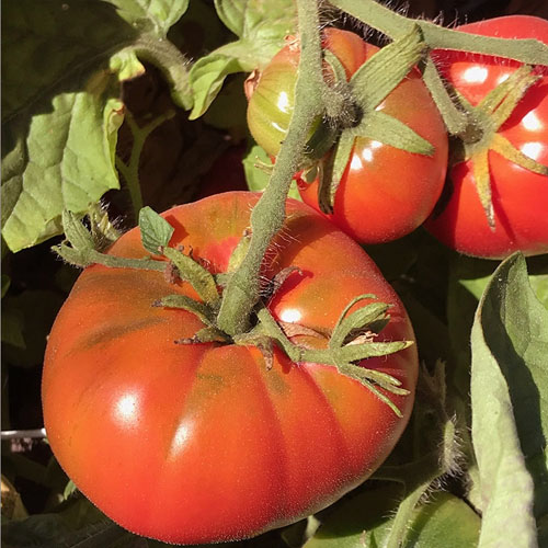 Yukon Quest tomato